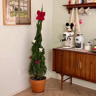 圣诞树真树龙柏松柏树苗盆栽室内客厅大型绿植物落地摆件户外庭院