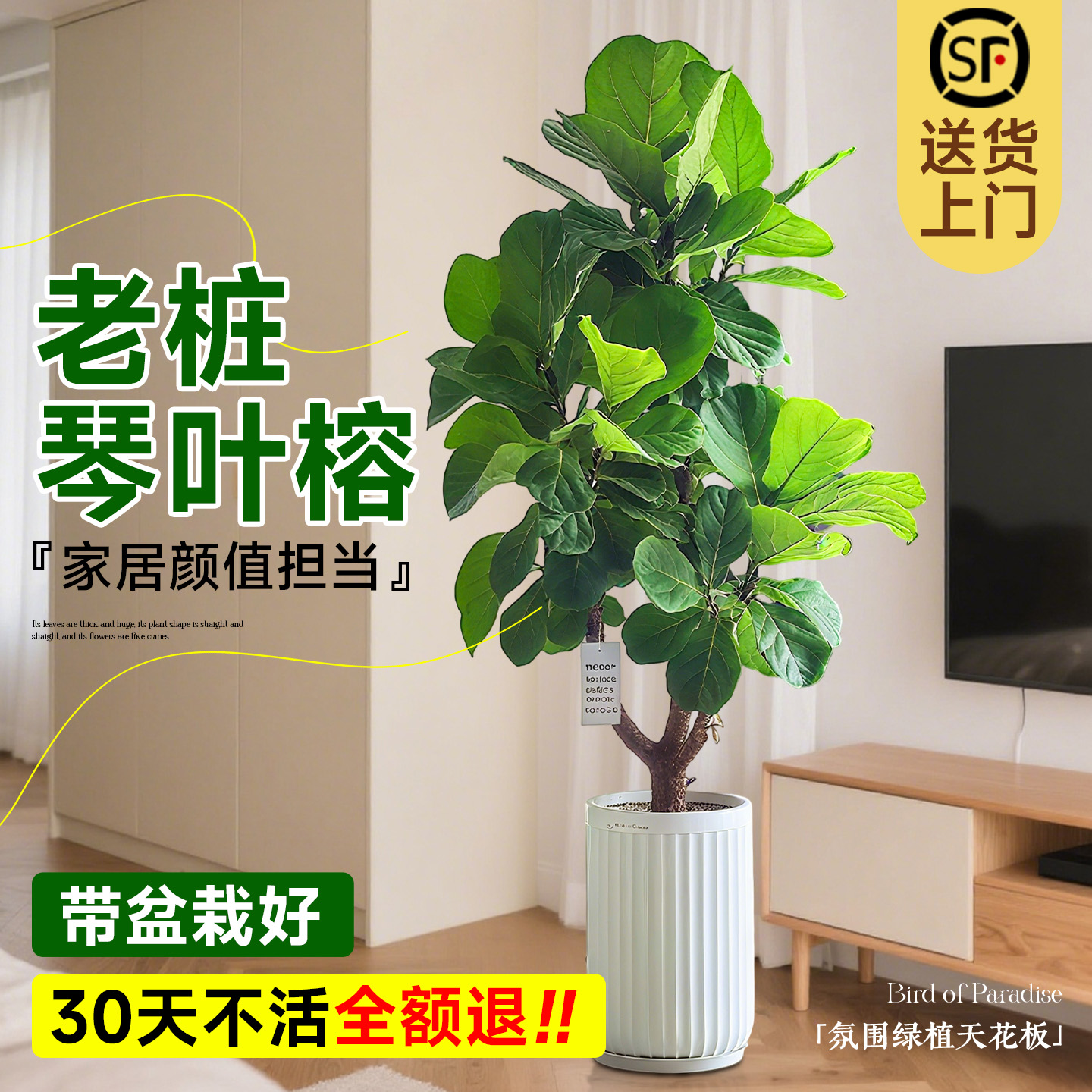 琴叶榕客厅绿植高级感室内客厅大型好养落地式植物老桩大叶好养活