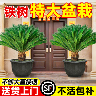 铁树盆栽树苗特大号盆景老桩大树一米高别墅门口客厅大型绿植物禄
