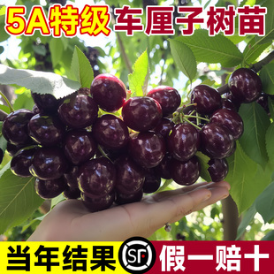 正宗车厘子树苗特大樱桃果树果苗大全矮化带土南北方种植耐寒室内