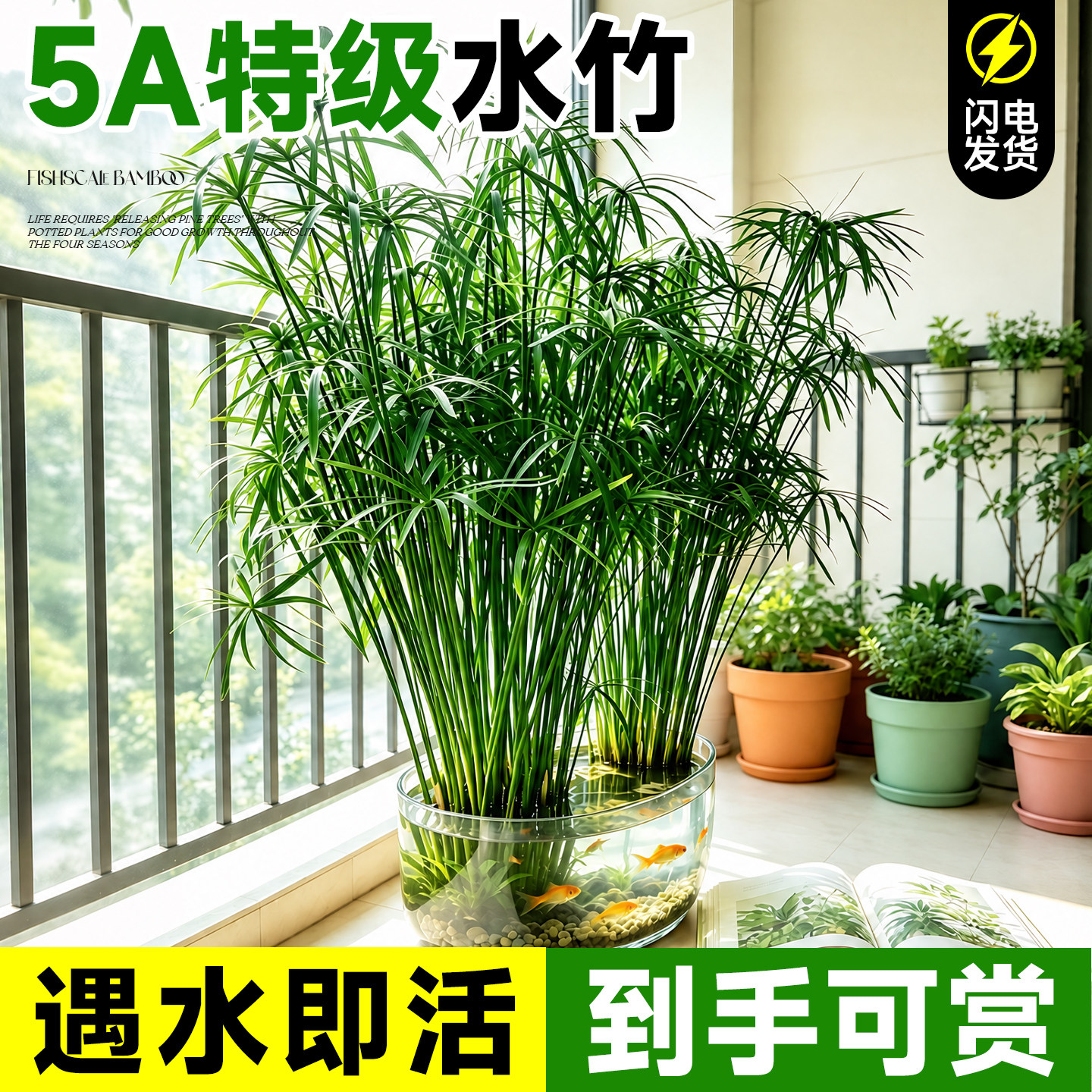 【遇水即活】5A特级水竹到手可赏图片