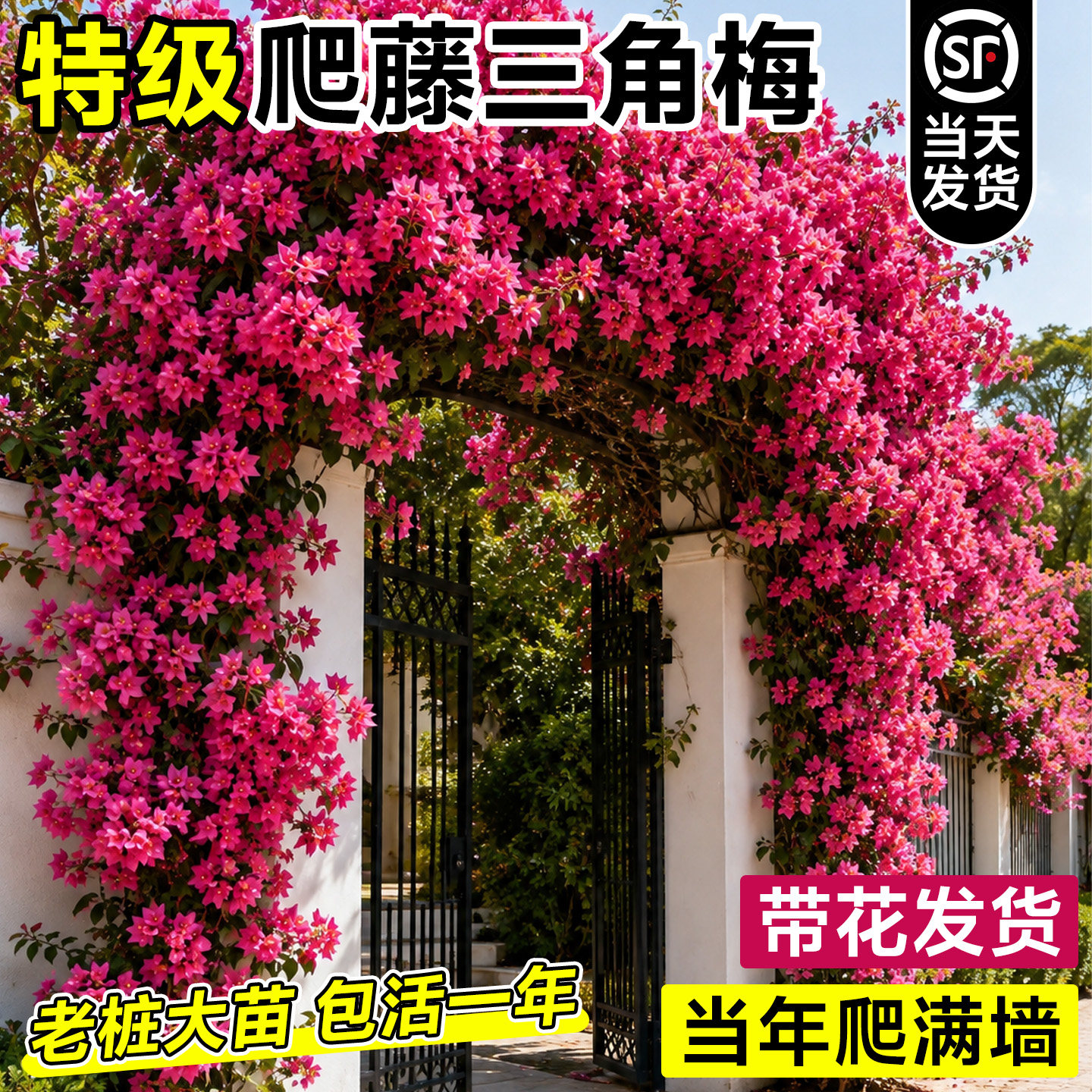 重瓣三角梅盆栽带花四季开花爬藤植物老桩庭院阳台好养活花卉绿植