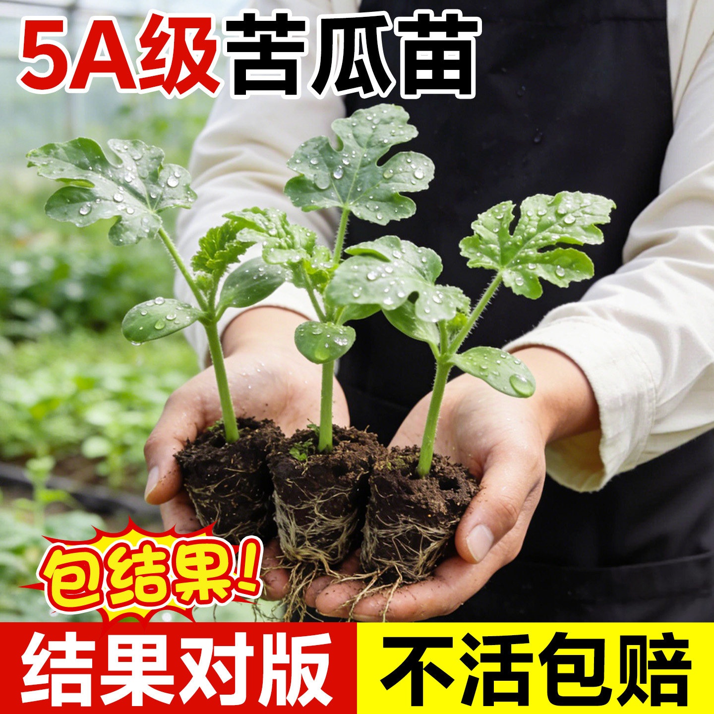 苦瓜苗嫁接带土菜苗蔬菜秧苗盆栽白玉苦瓜当季苗四季高产阳台种子