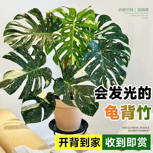 【金绿相间】洒金龟背竹
