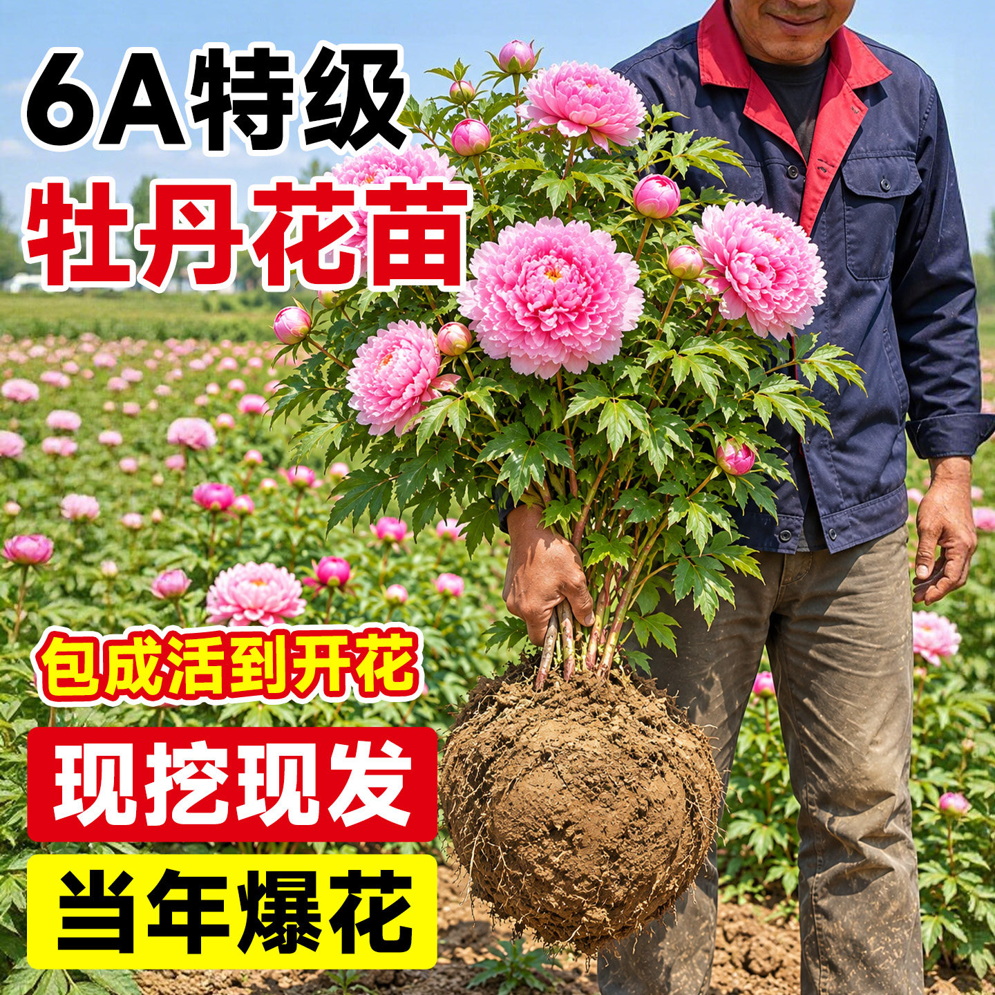 牡丹花苗盆栽树苗洛阳正宗重瓣大苗花种花卉室内外绿植物四季好养