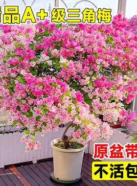 三角梅盆栽带花老桩绿植花卉重瓣绿樱漳红樱树苗室内阳台爬藤植物