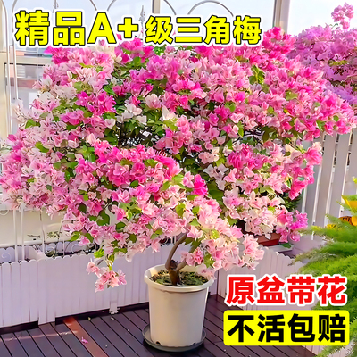 【带花发货】特级三角梅不活包赔