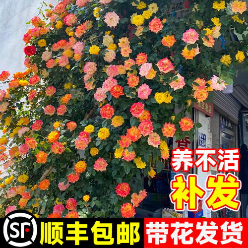 藤彩虹大花苗藤本爬藤蔷薇玫瑰花
