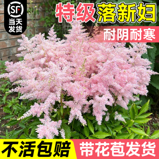 落新妇花卉带花苞盆栽耐寒耐冻花苗室内外植物络新妇四季 绿植开花