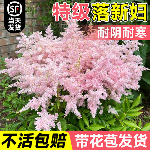 特级落新妇带花苞发货不活包赔