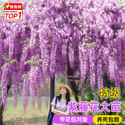 【紫藤花苗包活一年终生包对版】
