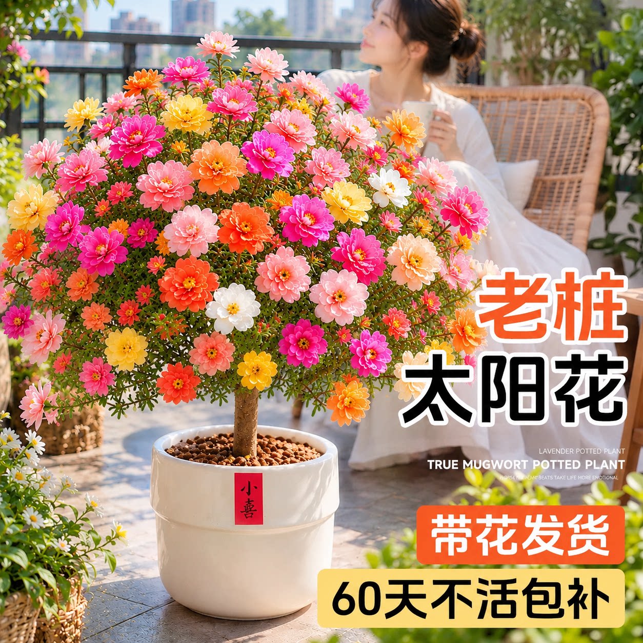 重瓣太阳花老桩盆栽带根阳台庭院牡丹宿根耐热花卉绿植好养易活