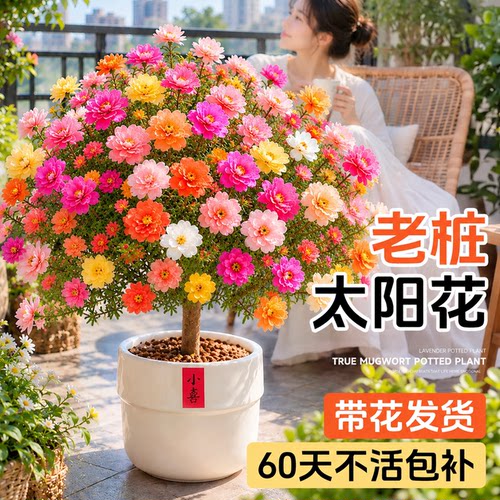 【不活包补】老桩太阳花