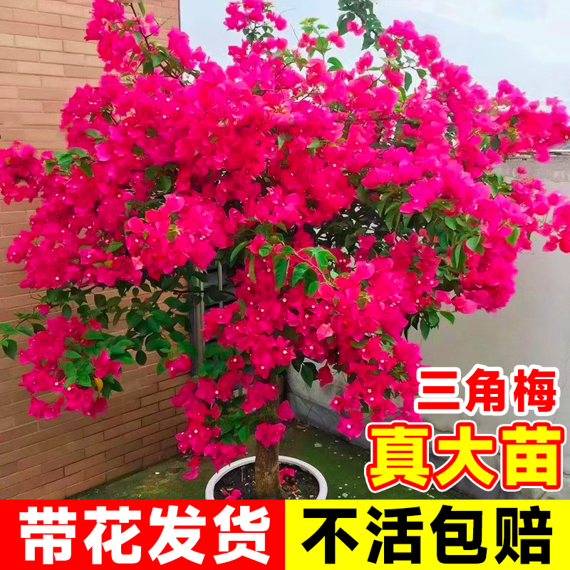 三角梅盆栽带花爬藤植物绿樱花苗三叶梅阳台植物室内外四季开花卉 鲜花速递/花卉仿真/绿植园艺 红掌/凤梨/温室花卉 原图主图