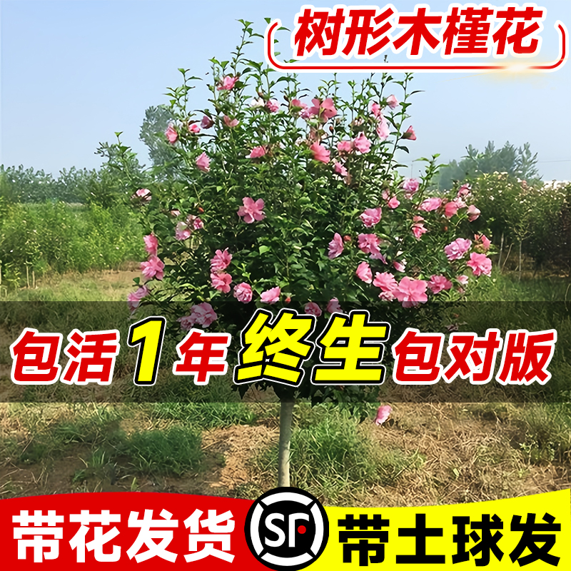 【养不活包补发】木槿花树苗盆栽