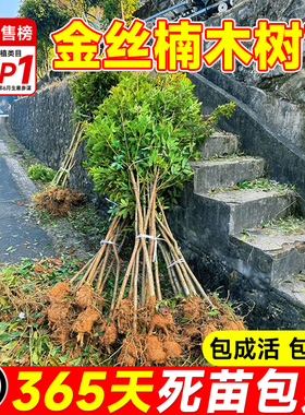 金丝楠木树苗正宗十大名贵耐寒树苗南方北方庭院种植盆栽四季常青