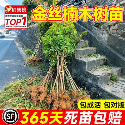 【包活一年】正宗金丝楠木树苗