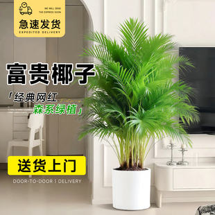 富贵椰子大型绿植大号散尾葵威夷竹子盆栽室内客厅办公室植物好养
