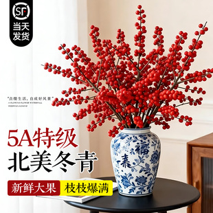 北美冬青红果真花室内水培植物年宵花卉鲜切银柳绿植家用鲜花插花