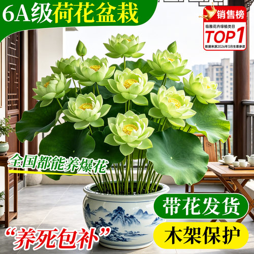 荷花成品大苗爆花发货一盆成景