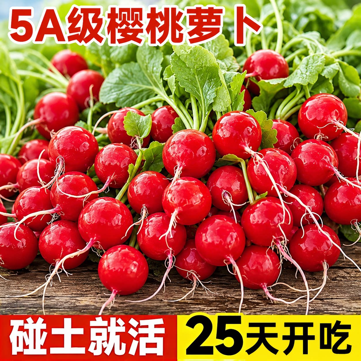 水果樱桃萝卜7天发芽三周开吃图片