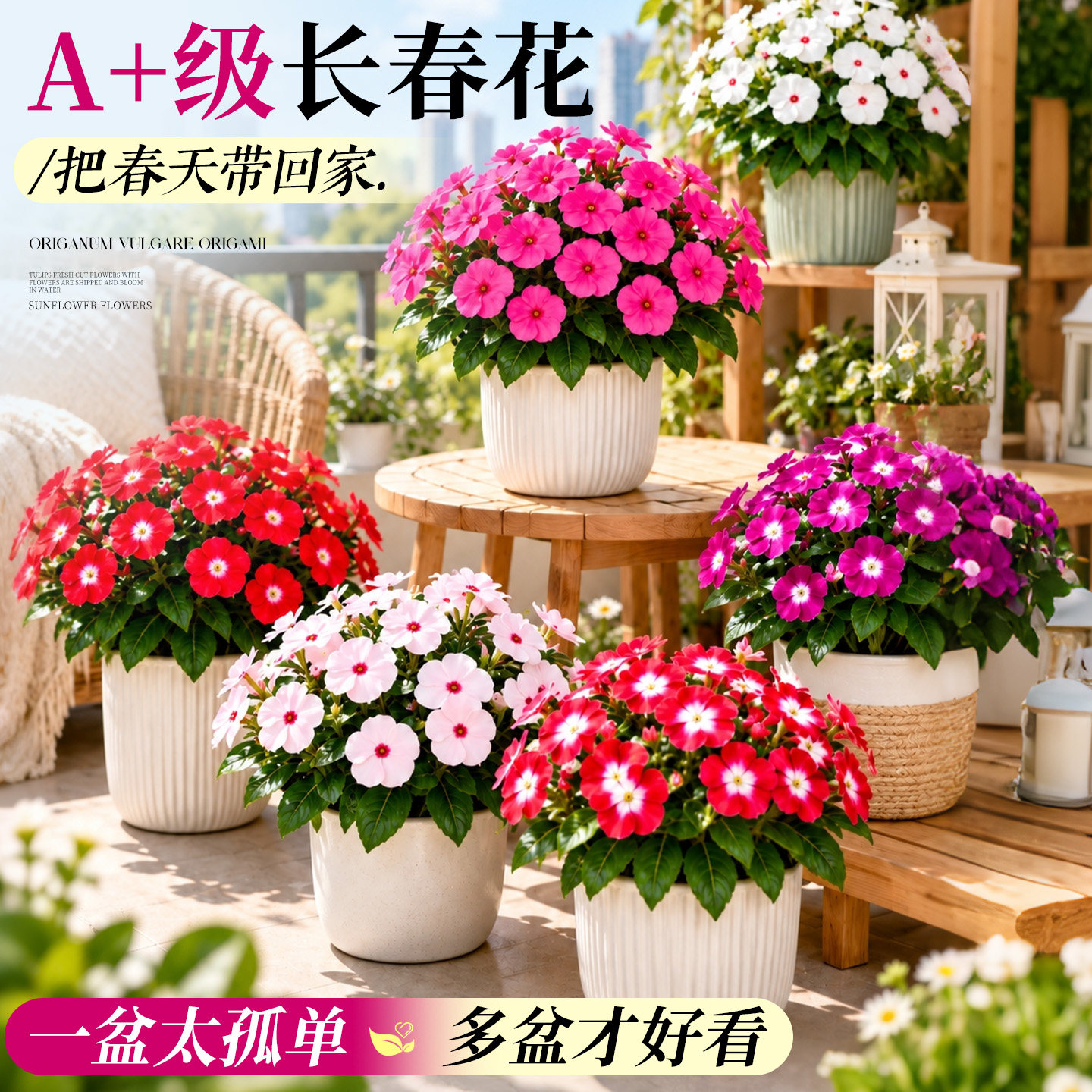 长春花四季开花盆栽带花苞天天开阳台花卉一年四季都开的花绿植物