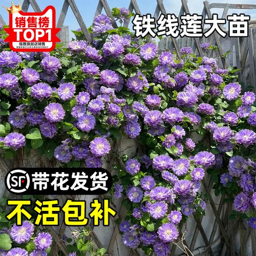 【带花爬藤大苗】铁线莲不活包补
