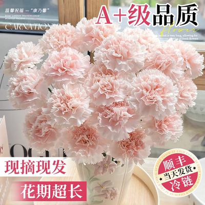 康乃馨鲜切花水培植物家用插花