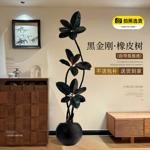 黑金刚橡皮树客厅大盆栽拗造型室内大型绿植办公室四季好养真植物