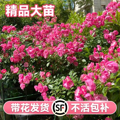 安吉拉蔷薇花苗爬藤四季开花月季