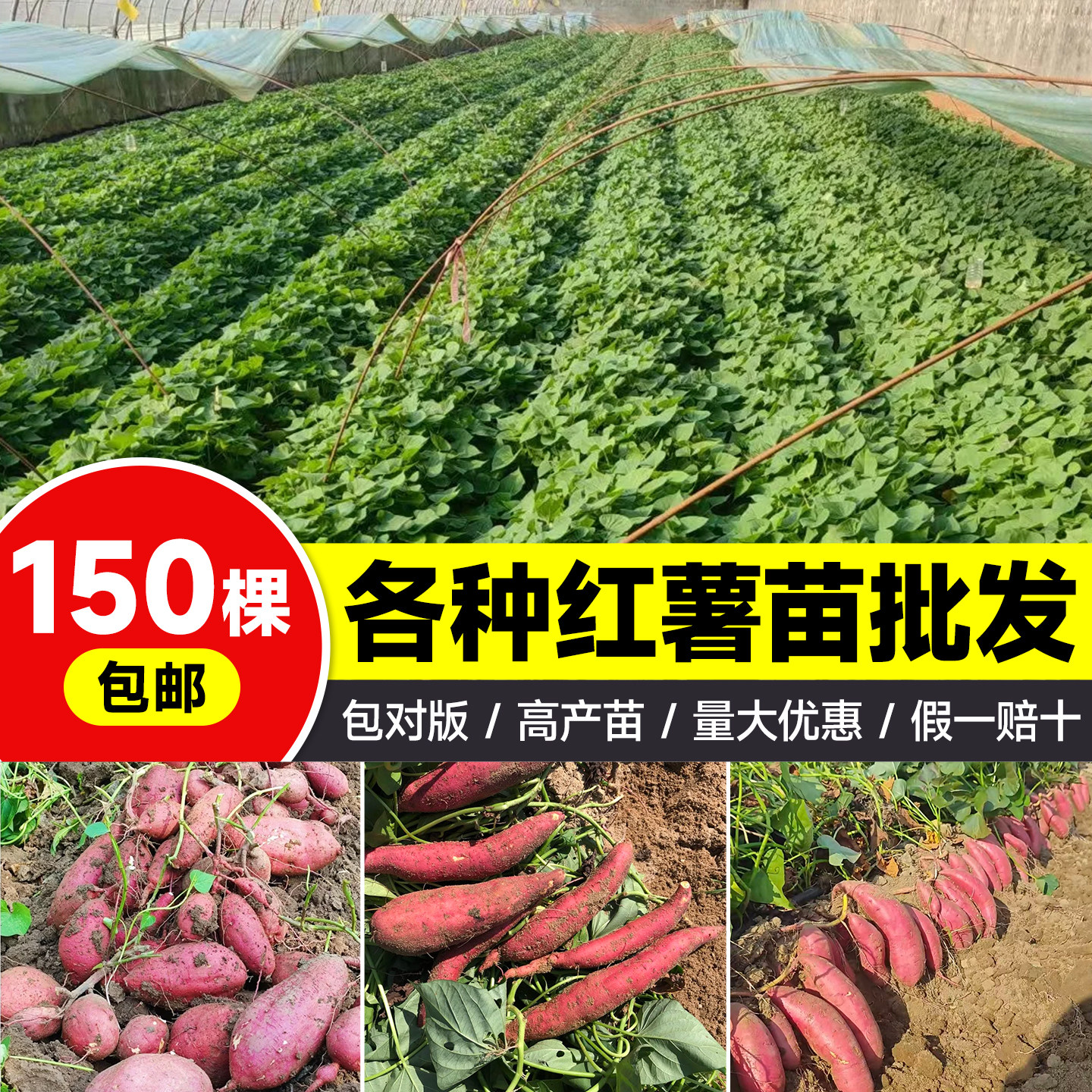 地瓜苗大全红薯苗秧苗批发正宗紫薯榴莲蜜薯西瓜红农科院蔬菜种苗
