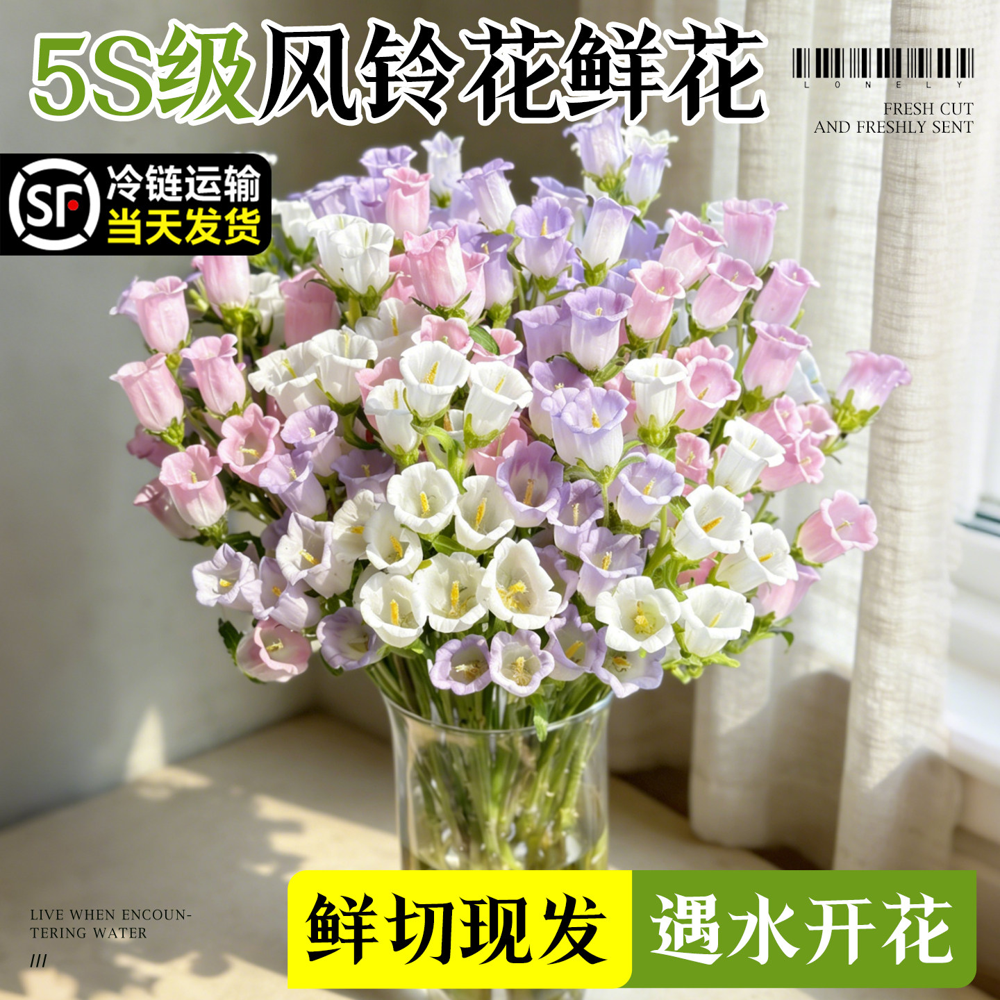 风铃花鲜花云南基地直发鲜花室内办公室家用插花水培鲜切花卉花束