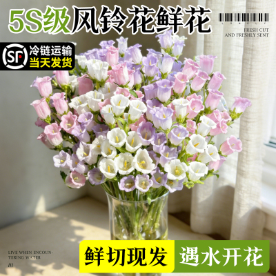 【5S级酒杯风铃花】鲜切现发