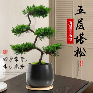 五层塔松盆栽造型盆景绿植室内办公室茶室桌面植物乔迁新居送礼物