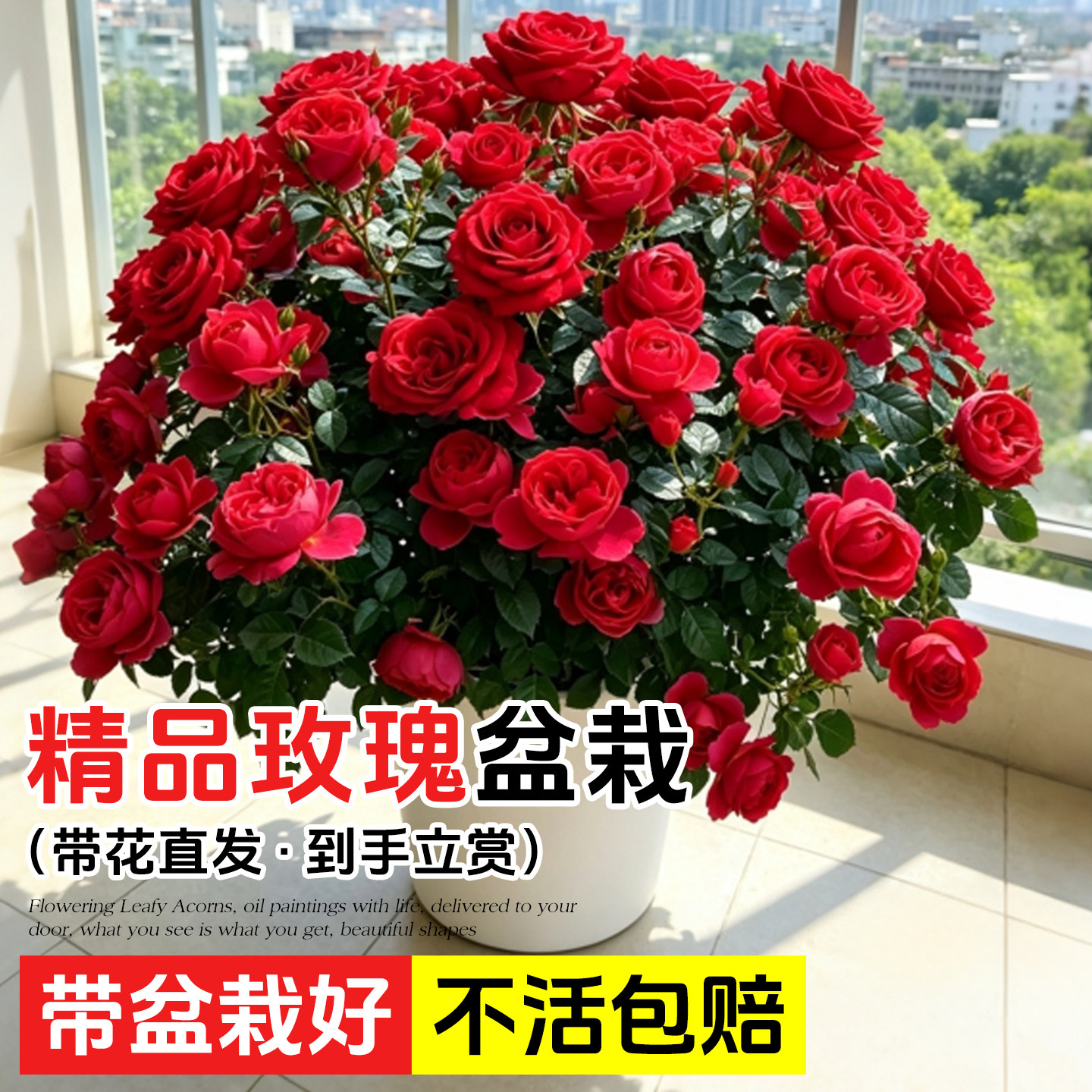 5A玫瑰花盆栽带花发不活包补图片