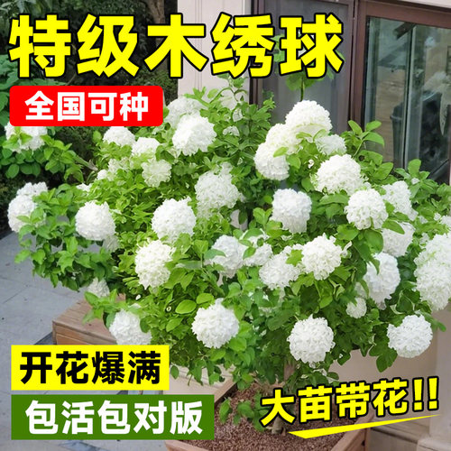 中华欧洲木绣球树苗斗球