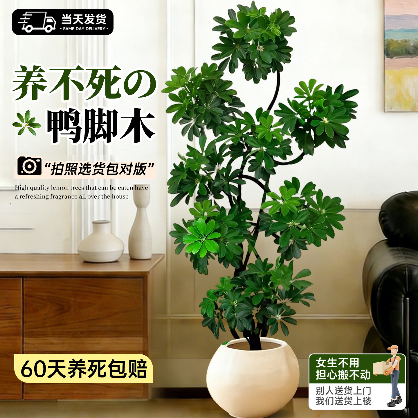 鸭脚木客厅大盆栽造型鸭掌木高级感客厅鹅掌柴室内落地大型绿植物