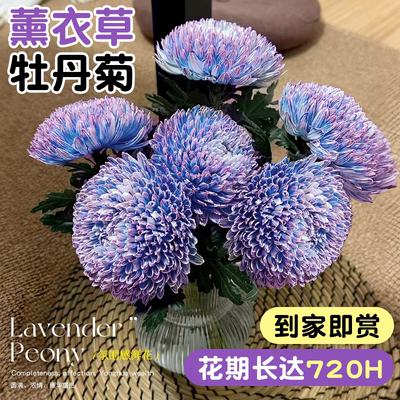 薰衣草牡丹菊【精品大花】鲜花