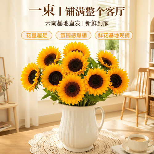向日葵鲜切花云南直发新鲜大花苞