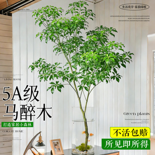 进口马醉木水培植物带根鲜切枝条室内水养客厅开花绿植美男树