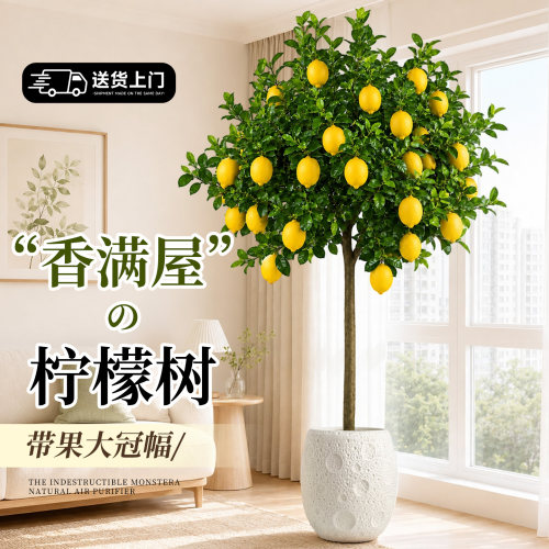 【带果款-大冠幅】香水柠檬树