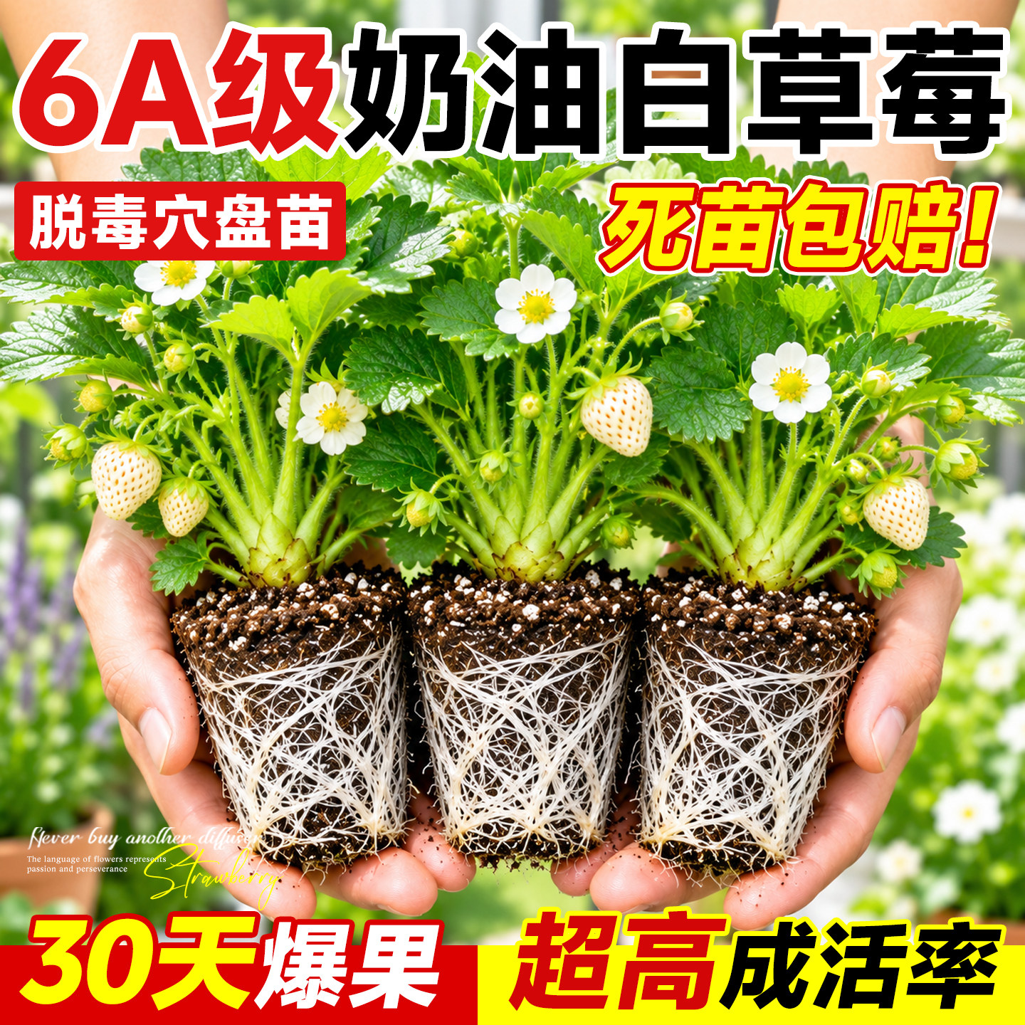 草莓苗秧穴盘苗四季结果盆栽脱毒玄玉室内阳台高产批发优质果蔬苗