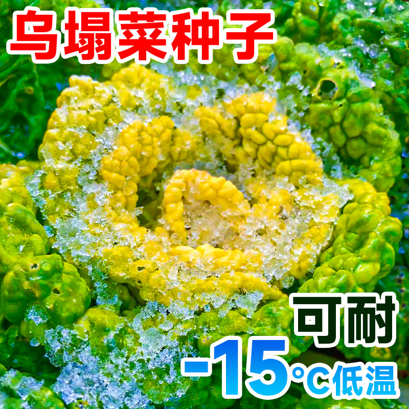 黄心乌塌菜种孑耐寒秋冬蔬菜种子