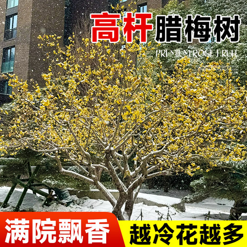 高杆腊梅花树苗庭院地栽盆老桩耐寒冬季开花卉植物浓香原丛生红梅