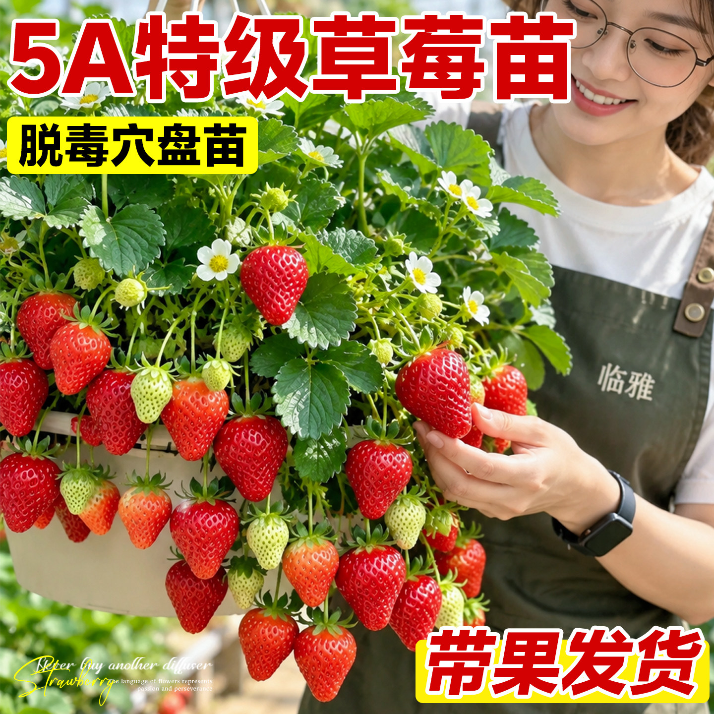 草莓穴盘苗秧批发新种苗玄玉奶油优质草莓苗盆栽高产果苗四季结果