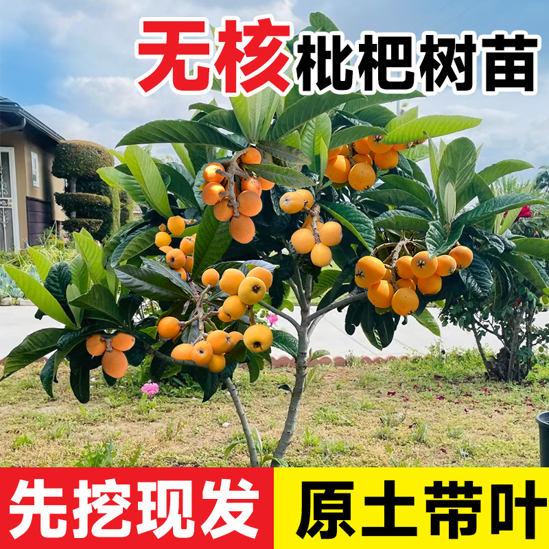 无核嫁接枇杷树苗包成活包对版