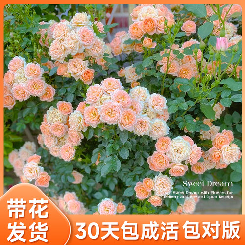 甜梦蔷薇花苗四季爬藤月季开花