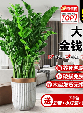 金钱树盆栽客厅大花盆旺宅树办公室内大型好养绿植物乔迁摇钱串子