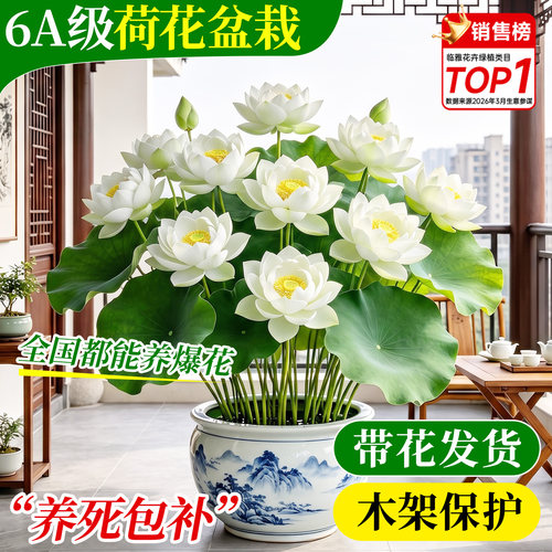 荷花成品大苗爆花发货一盆成景