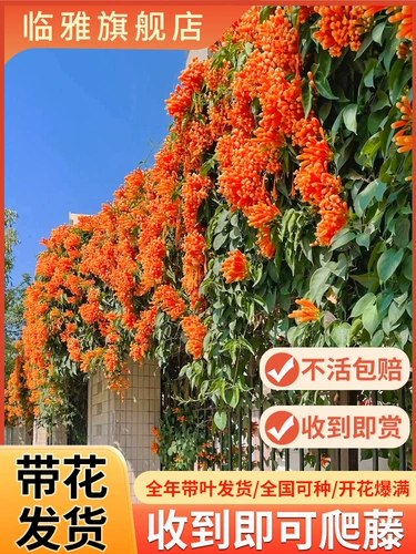 Пожарные цветочные скалолазания расцветают все сезоны цветы